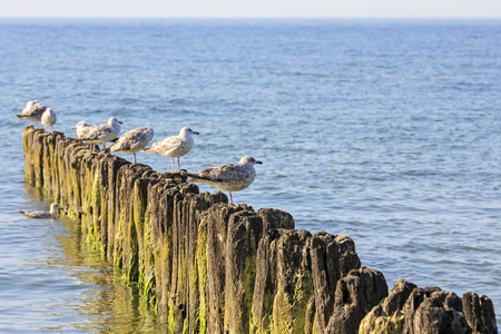 A few seagulls sits on wooden breakwaters in the waters of the Baltic Sea in Kolobrzeg, Polandの写真素材