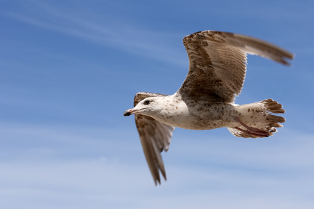 Seagull bird with spread wings in flight. It is seen on blue sky over the beach in Kolobrzeg in...