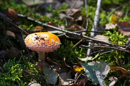 The poisonous mushroom grows in its natural environment and is visible in the autumn forest.