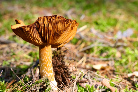 The single mushroom in its natural wild environment is seen on forest litterの写真素材