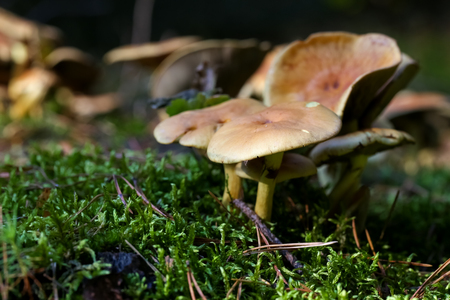 Wild mushrooms grows in the forest during autumn seasonの写真素材