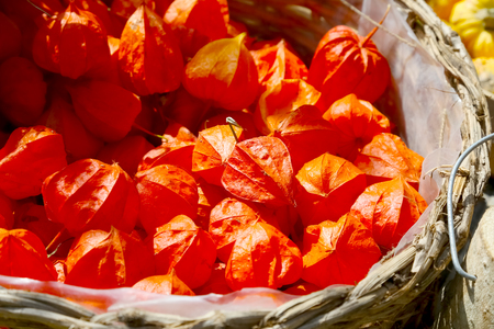 Fragile and light autumn fruits are in one color but nature has given them wonderful shapesの写真素材