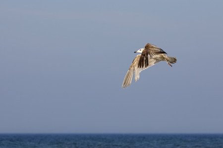 One seagull in flight above the waters of the Baltic Sea. This is in Poland in Kolobrzeg
