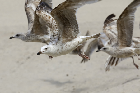 Group of seagulls on fly as it is visible over the Baltic beach in Kolobrzeg in Polandの写真素材