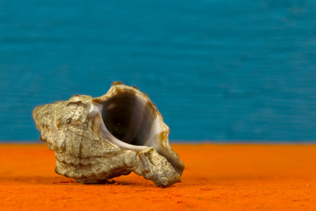One sea shell is shown against double colored wooden background