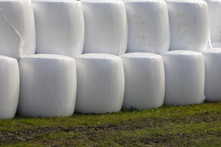 The agricultural crops are already packed in plastic bales for long-term storage and subsequent use in animal feed for food production.の写真素材