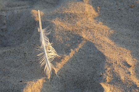 There is one white bird's feather left on the sand of the Baltic Sea and it is a view from the Polish sea coast in Kolobrzeg.の写真素材