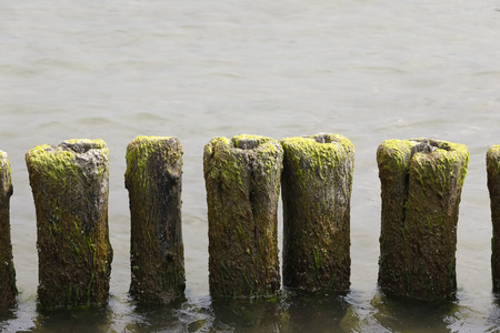 These old and algae overgrown poles are the breakwater. These wooden breakwaters serve to protect...