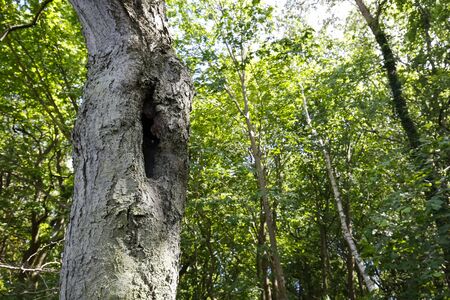 The hollow in the tree trunk looks like an entrance to a bird's nest. It is located in the park in...