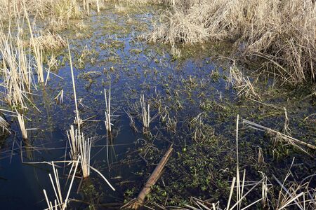 Wetland with reeds can be seen just next to bank of a river. This view can be seen by the Narew...