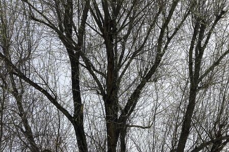 The crown of an old tree in the spring. In the background of the silhouette of this tree the spring...