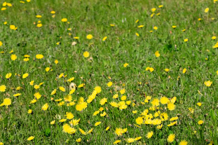 Yellow flowers make the spring view of the meadow more attractive.