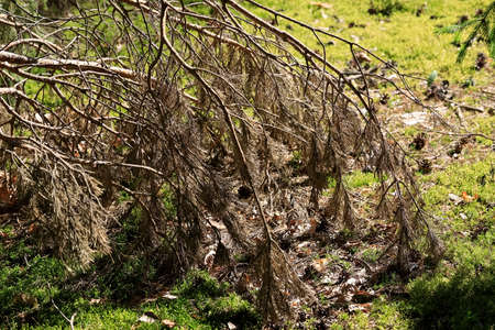 A dry, dead branch of pine fell off the tree and is seen on a green moss in a forest.