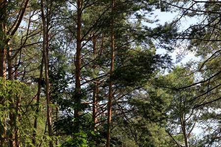 The natural landscape forms a background created of densely growing tall conifers.