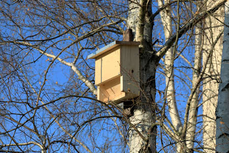 A new wooden bat house has been fixed on a birch tree trunk in public park in Goclaw housing estate...