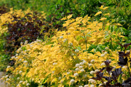 Decorative bushes creating colorful hedgerow. It is a housing estate called Goclaw in Warsaw.