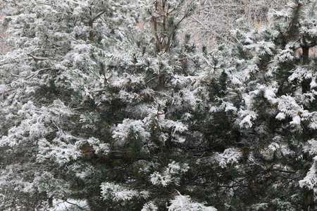 The branches are covered in freshly fallen snow. This winter view was spotted in Warsaw on the...