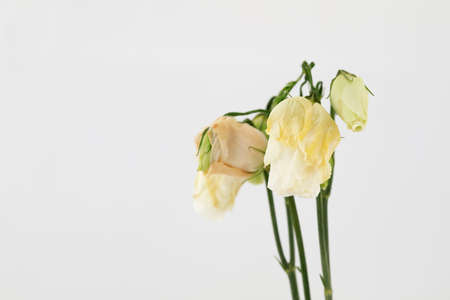 Small bouquet of withered roses