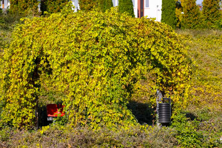 A park gazebo with creepers that now have a lot of yellowing leaves as fall is approaching. This is...