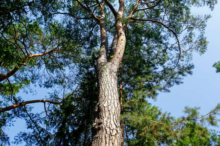 Tall conifers create a natural forest landscape. It is a fragment of a vast forest area near the...