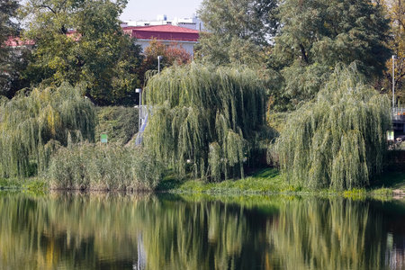 Willows grow on the shore of the lake, which is part of the park in the Goclaw housing district. The reflection of these trees is seen in the water.の写真素材