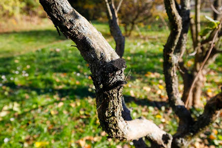There is a young tree, the bark is visible in the park on the lawn.