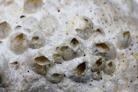 The surface of the sea shell is shown up close and many details can be seen on its surfaceの写真素材