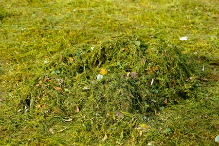 The fresh lawn grass has been mown and collected in a small pile.の写真素材