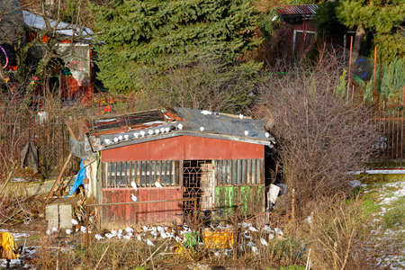 Warsaw, Poland - January 23, 2022: Little building surrounded by plants in allotment gardens in the Goclaw housing estate, in the Praga Poludnie district.のeditorial素材