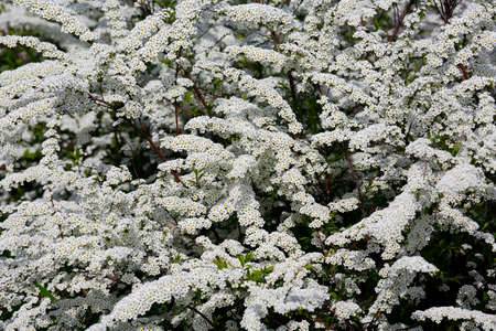 The branches of the meadow shrub are beautifully sprinkled with lots of blooming small white flowersの写真素材