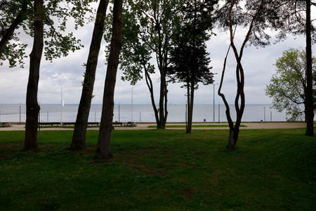 The view through the dark silhouettes of trees as seen from the city of Gdynia to the Gulf of Gdansk. It is a view seen almost against the light almost at noonの写真素材