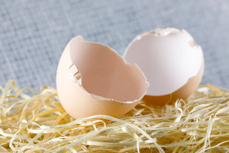 Shells of broken eggs were placed on an artificially created nestの写真素材