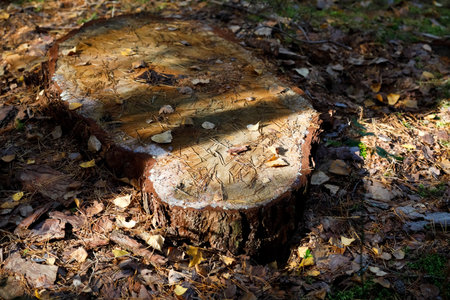 The old tree was cut down, only the stump of the felled tree remains here in forest that grows in Poland near a village called Wilga .の写真素材