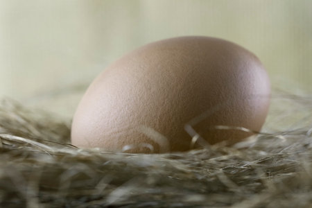 One boiled hen's egg is in an artificially-arranged nestの写真素材