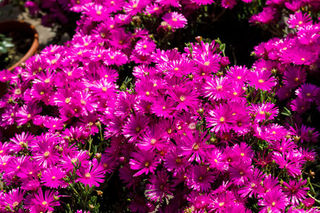 Many densely growing small flowers form the spring backgroundの写真素材