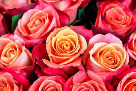 Many roses form a bouquet that can be used as a backgroundの写真素材