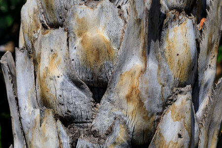 View of a section of palm tree trunk with cracks visibleの写真素材