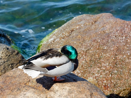 A wild duck stands on a stone by the seashoreの写真素材