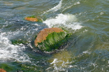 In the slightly wavy shallow water of the Baltic Sea there are seaweed on the stones.の写真素材