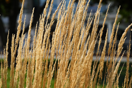 A tuft of dry grass blowing gently in the wind.の写真素材