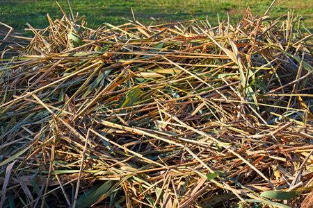 The reed stalks were cut and piled on the lawn in the autumn in a public park in Warsaw, Poland.の写真素材