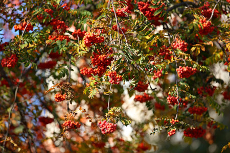 Ripe red rowan berries on a tree among leaves in Warsaw, Polandの写真素材