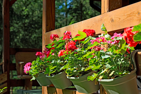 View of flowering geraniums as part of the decoration of a house. Flowers hanging from a wooden balustrade, seen here on a sunny day.の写真素材