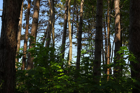 The dunes, where large trees and other plants grow. This part of the Baltic coast is a nature reserve here in Ustronie Morskie, Poland.の写真素材