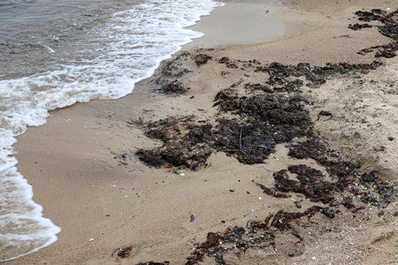 At the Baltic Sea shore, there is some rotting seaweed mixed with sand at the edge of the beach in Sopot, Poland. This is a seasonal phenomenon.の写真素材