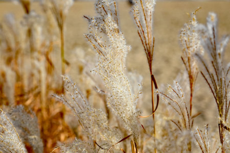 Autumnal view of grass with its dry, feathery inflorescences blowing in the wind.の写真素材