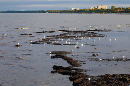 Shallow water just off the beach in Sopot, Poland. There is a pile of rotting seaweed, a seasonal phenomenon, and lots of seagulls.の写真素材