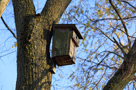 A wooden birdhouse was mounted high on a tree trunk in a public park in the Goclaw housing estate in Warsaw.の写真素材
