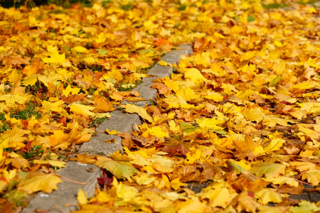 Autumn leaves fell on the lawn and road. The border between the lawn and the road is marked by a...