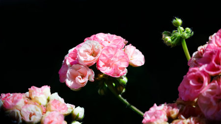 Pelargonium or geranium set against a black background